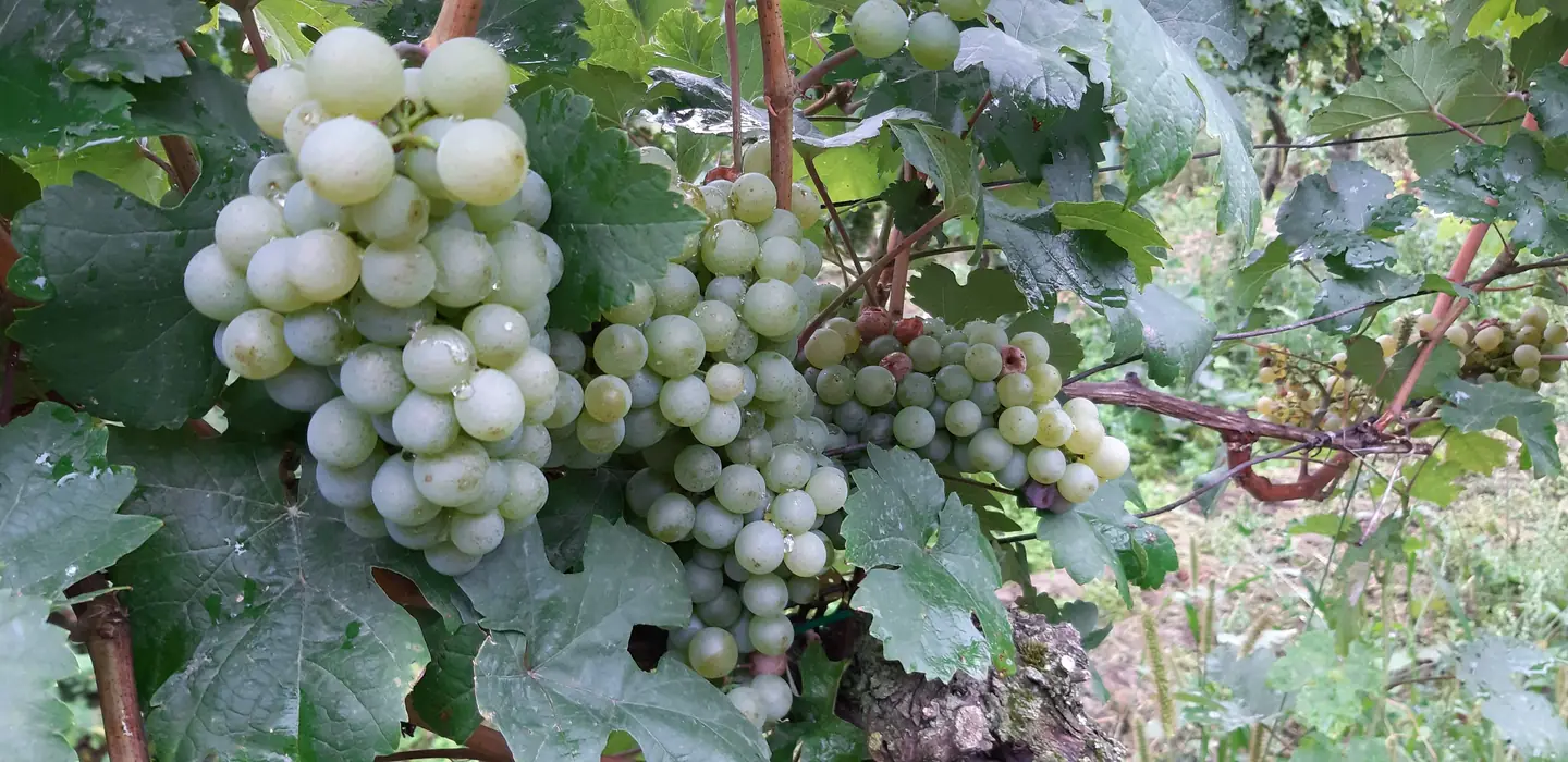 Deň vo vinohradoch 2019 - fotka 1